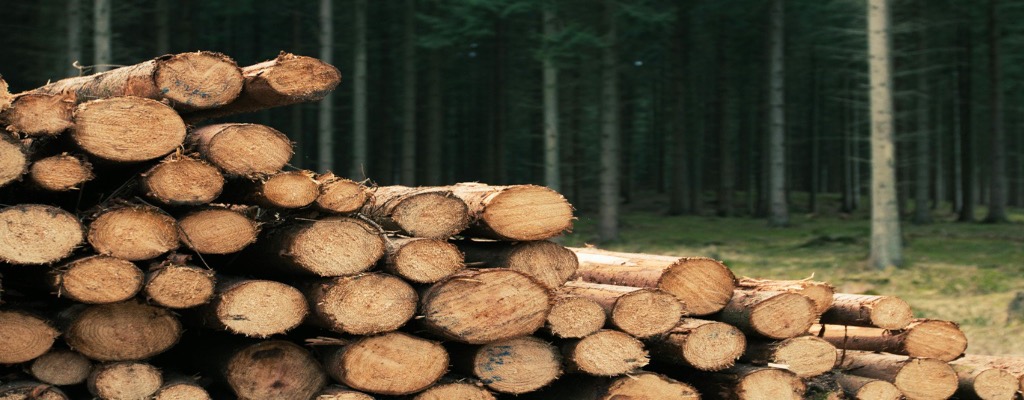 Freshly cut logs in forest—BorealGrit serves North American forestry and B2B supply