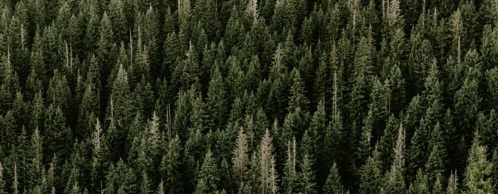 North American forest canopy — regional chainsaw chain selection